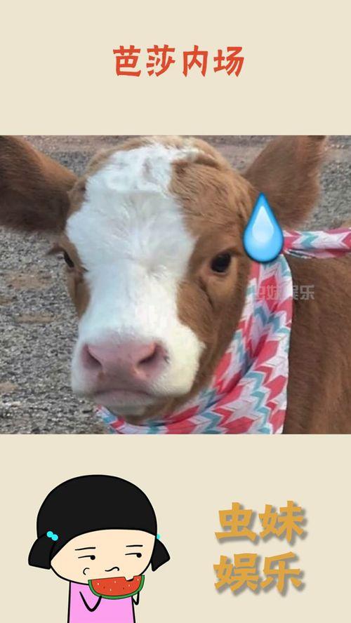 娱乐吃瓜酱小鱼,揭秘娱乐圈那些不为人知的幕后故事