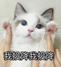 吃瓜群众视频猫咪表情包